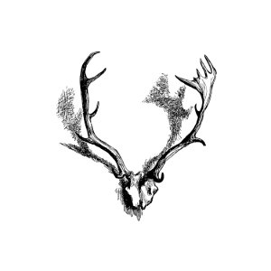 Deer skull with horns from Favourite English Poems And Poets published by Sampson Low, Son, & Marston (1870).. Free illustration for personal and commercial use.