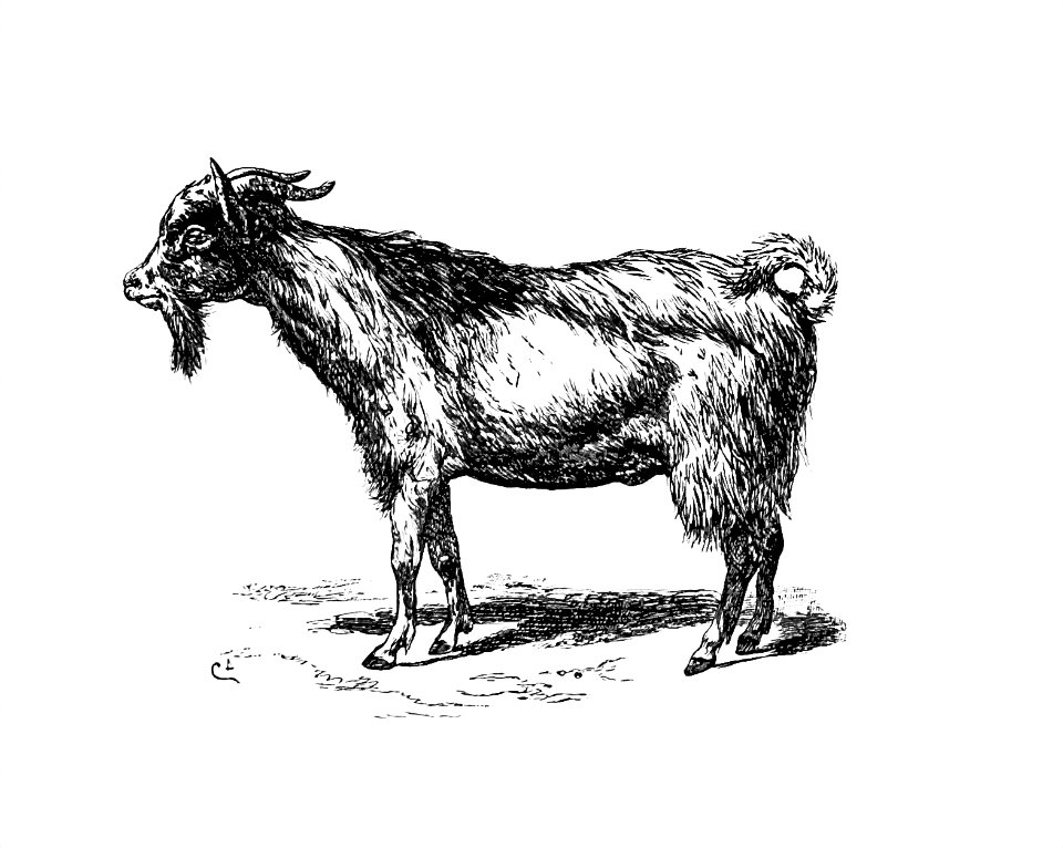 Goat from Portuguese Expedition To Muatianvua. Ethnographie And Traditional History Of The People Of The Lunda ... edited by H. Casanova (1890).