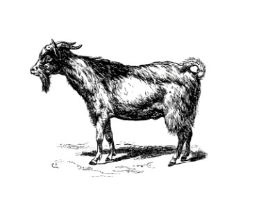Goat from Portuguese Expedition To Muatianvua. Ethnographie And Traditional History Of The People Of The Lunda ... edited by H. Casanova (1890).. Free illustration for personal and commercial use.