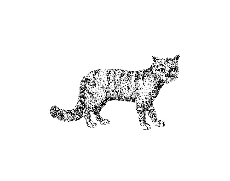 Cat published by William Blackwood & Sons (1840).. Free illustration for personal and commercial use.