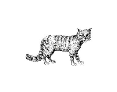 Cat published by William Blackwood & Sons (1840).. Free illustration for personal and commercial use.