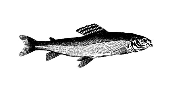 Grayling from Nimrod In The North, Or Hunting And Fishing Adventures In The Arctic Regions published by Cassell & Co. (1885).