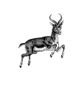 Buck deer from Portuguese Expedition To Muatianvua. Ethnographie And Traditional History Of The People Of The Lunda ... edited by H. Casanova (1890).