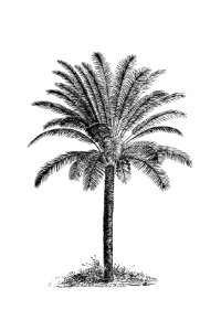 Palm tree from Our Knowledge Of The Earth. General Geography And Area Studies, Edited Under The Expert Assistance Of A. Kirchhoff (1886).. Free illustration for personal and commercial use.