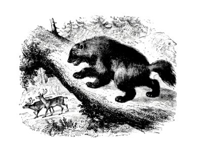 The Wolverine from Nimrod In The North, Or Hunting And Fishing Adventures In The Arctic Regions published by Cassell & Co. (1885).