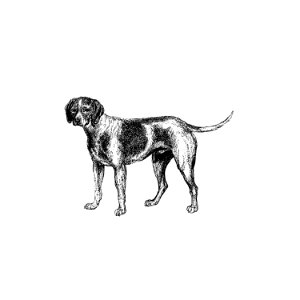Pet dog published by William Blackwood & Sons (1840).. Free illustration for personal and commercial use.