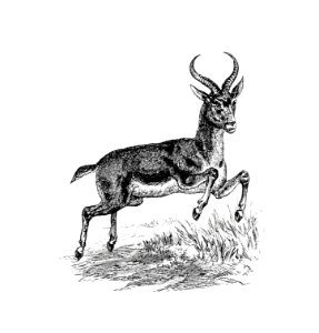 Buck deer from Portuguese Expedition To Muatianvua. Ethnographie And Traditional History Of The People Of The Lunda ... edited by H. Casanova (1890).. Free illustration for personal and commercial use.