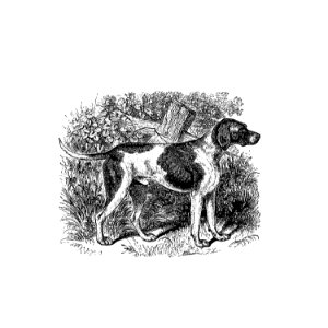 Rustic pet dog published by William Blackwood & Sons (1840).. Free illustration for personal and commercial use.