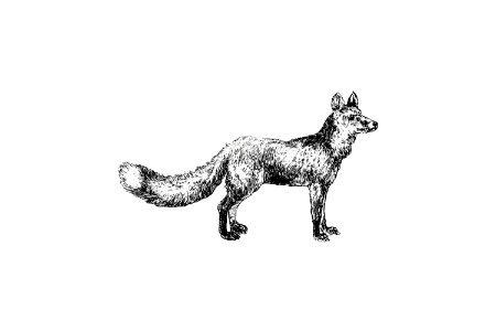 Cur fox published by William Blackwood & Sons (1840).. Free illustration for personal and commercial use.