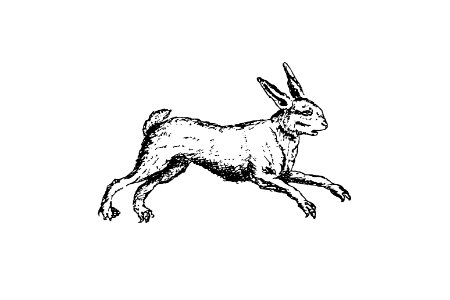 Hare from The Works Of John Collier-Tim-Bobbin-In Prose And Verse published by James Clegg (1894).. Free illustration for personal and commercial use.