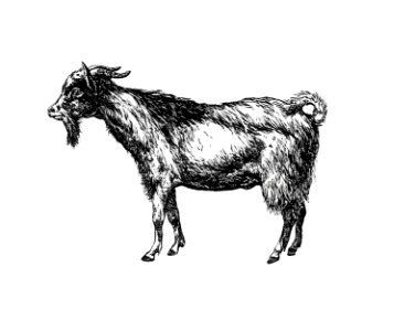 Goat from Portuguese Expedition To Muatianvua. Ethnographie And Traditional History Of The People Of The Lunda ... edited by H. Casanova (1890).