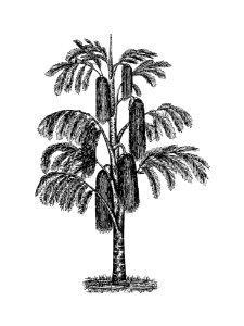 Tropical tree from The West From Notebook Of A Traveler. In The Land Of Veddas, Ceylon... With 116 Figures From Sketches And Photographs Of The Author And A Map (1892).