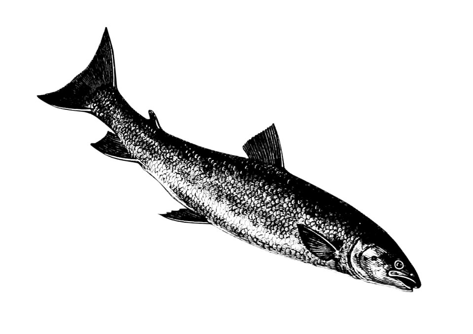 Fish from Nimrod in the North, or Hunting and Fishing Adventures in the Arctic Regions (1885) published by Frederick Schwatka.. Free illustration for personal and commercial use.