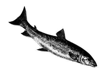 Fish from Nimrod in the North, or Hunting and Fishing Adventures in the Arctic Regions (1885) published by Frederick Schwatka.. Free illustration for personal and commercial use.