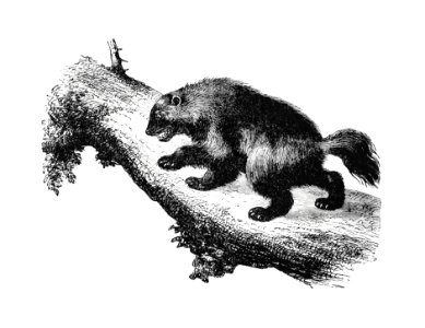 The Wolverine from Nimrod In The North, Or Hunting And Fishing Adventures In The Arctic Regions published by Cassell & Co. (1885).. Free illustration for personal and commercial use.