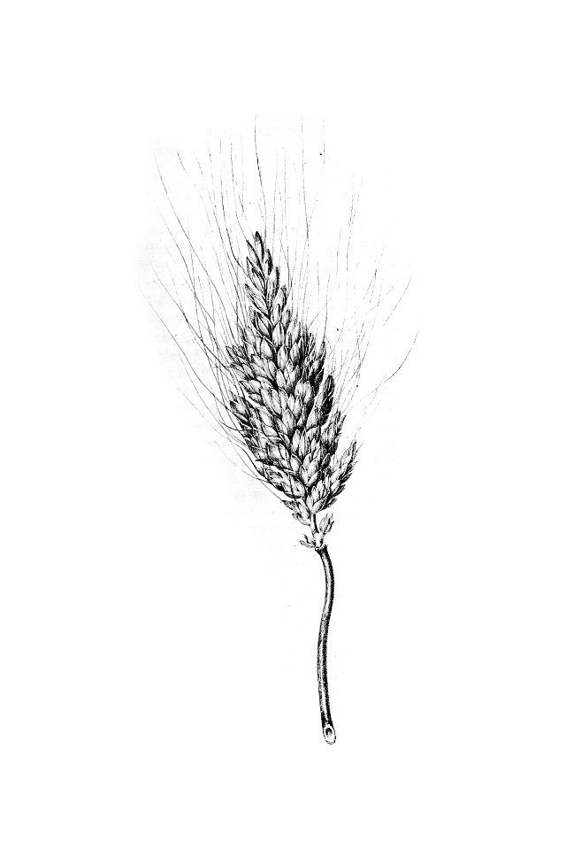 Heshbon wheat from Travels in Egypt and Nubia, Syria and Asia Minor: During the Years 1817 & 1818 (1823) published by Charles Leonard Irby.