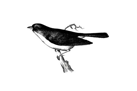 Dark-eyed junco from Report of an expedition down the Zuni and Colorado Rivers (1853) published by Lorenzo Sitgreaves.. Free illustration for personal and commercial use.