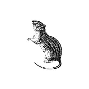 Rodent from Portuguese Expedition to Muatianvua Ethnographia and Traditional History of the People of Lunda... Edition Illustrated by H. Casanova (1890).