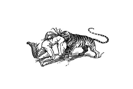 Indian tiger attacking a man from The American Metropolis From Knickerbocker Days To The Present Time, New York City Life In All Its Various Phases... Illustrated published by Author's Syndicate (1897).