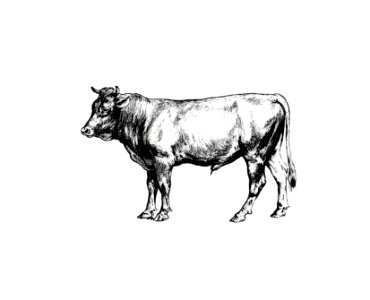 Cow from The Austro-Hungarian Monarchy In Speech And Image (1885).. Free illustration for personal and commercial use.