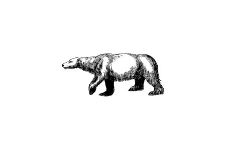 Polar bear from A Peep At The Esquimaux; Or Scenes On The Ice: To Which Is Annexed A Polar Pastoral (1825) by Lady.. Free illustration for personal and commercial use.