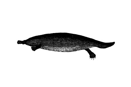 Duck-billed platypus from An Account of the English Colony in New South Wales (1804) published by David Collins.. Free illustration for personal and commercial use.