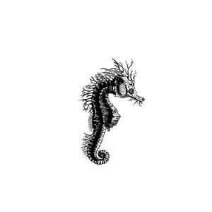 Seahorse from The Zoological Miscellany; being descriptions of new or interesting animals (1814) published by William Elford Leach.. Free illustration for personal and commercial use.