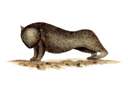 Wombat from An Account of the English Colony in New South Wales (1804) published by David Collins.. Free illustration for personal and commercial use.