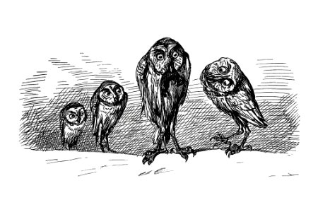 Owls from Griset's Grotesques (1867) published by Tom Hood.