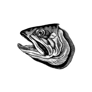 Fish head from Canoe And Camera: A Two Hundred Mile Tour Through The Maine Forests (1880) published by Thomas Sedgwick Steele.. Free illustration for personal and commercial use.