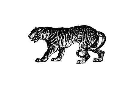 Tiger from The Chronicles of the St. Lawrence (1878) published by Sir James Macpherson Le Moine.. Free illustration for personal and commercial use.
