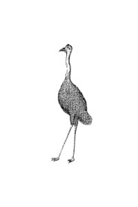 Emu from An Account of the English Colony in New South Wales (1804) published by David Collins.. Free illustration for personal and commercial use.
