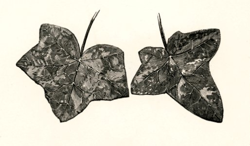 Discolor from The Ivy, a Monograph (1872) by Shirley Hibberd (1825–1890). Digitally enhanced from our own original edition.