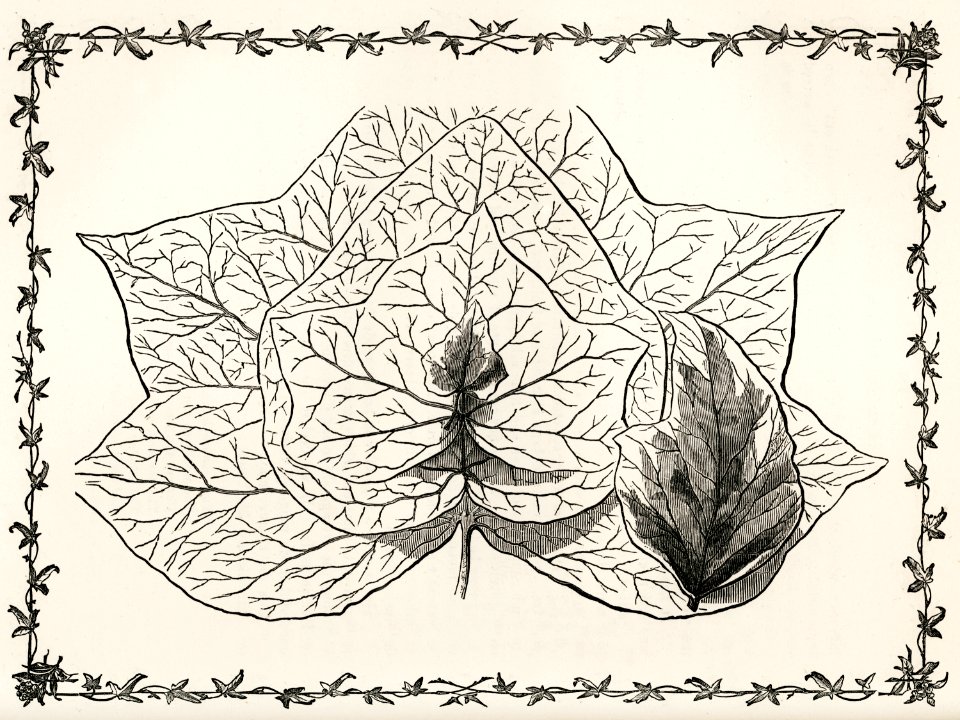 Group of Ivy Leaves from The Ivy, a Monograph (1872) by Shirley Hibberd (1825–1890). Digitally enhanced from our own original edition.