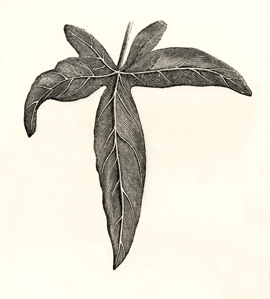 Pedata from The Ivy, a Monograph (1872) by Shirley Hibberd (1825–1890). Digitally enhanced from our own original edition.