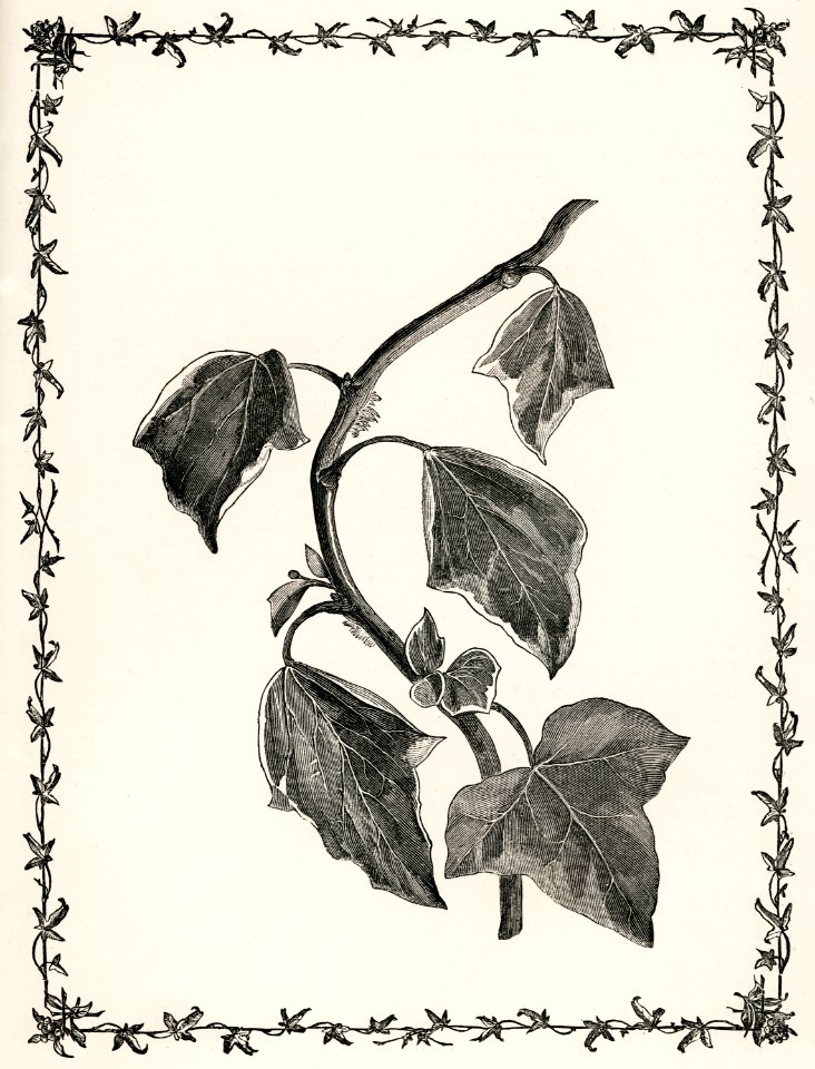Sulphurea from The Ivy, a Monograph (1872) by Shirley Hibberd (1825–1890). Digitally enhanced from our own original edition.