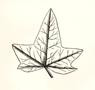 Sylvestral ivy from The Ivy, a Monograph (1872) by Shirley Hibberd (1825–1890). Digitally enhanced from our own original edition.