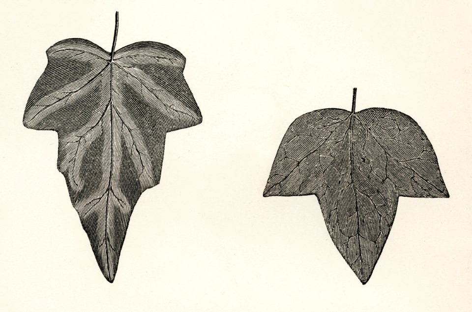 1. Cinerea 2. Triloba from The Ivy, a Monograph (1872) by Shirley Hibberd (1825–1890). Digitally enhanced from our own original edition.