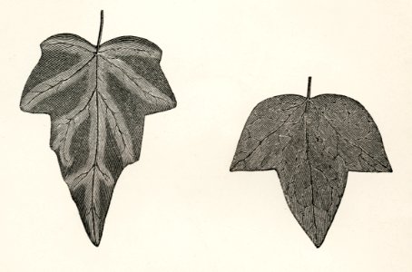 1. Cinerea 2. Triloba from The Ivy, a Monograph (1872) by Shirley Hibberd (1825–1890). Digitally enhanced from our own original edition.