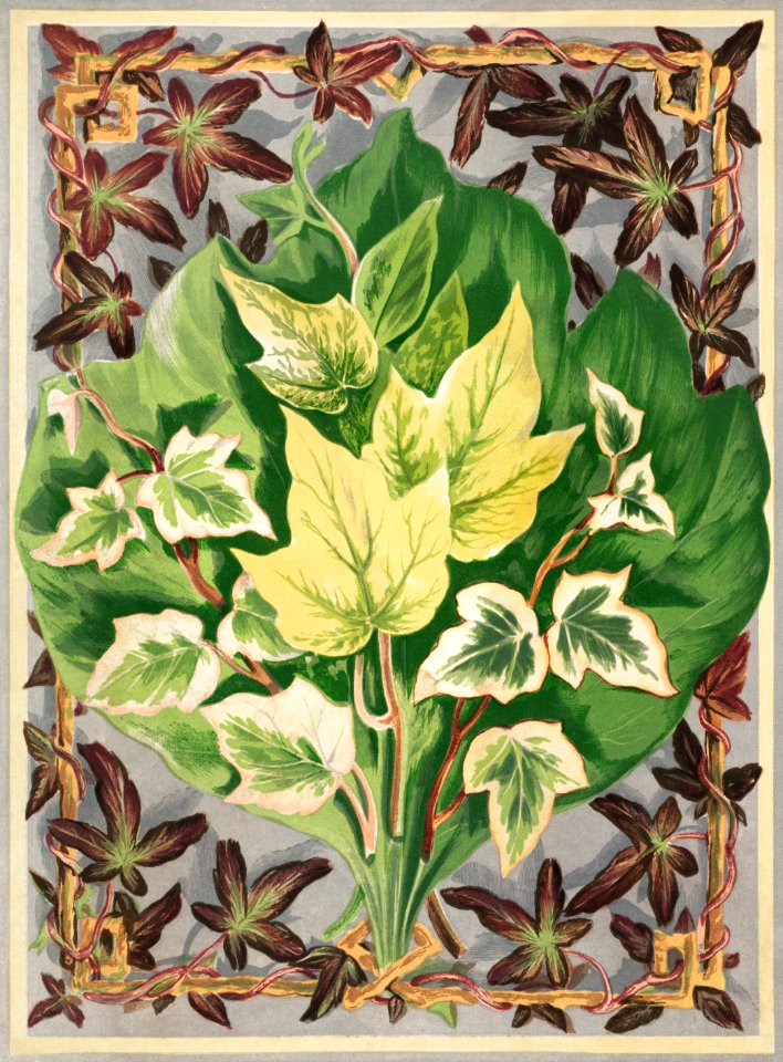 Various Ivy Leaves from The Ivy, a Monograph (1872) by Shirley Hibberd (1825–1890). Digitally enhanced from our own original edition.