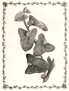 Deltoidea from The Ivy, a Monograph (1872) by Shirley Hibberd (1825–1890). Digitally enhanced from our own original edition.
