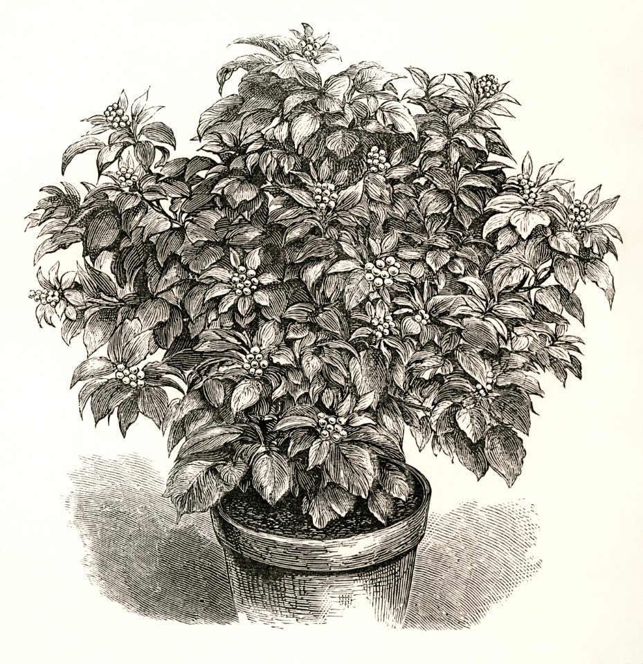 Yellow-berried Ivy from The Ivy, a Monograph (1872) by Shirley Hibberd (1825–1890). Digitally enhanced from our own original edition.