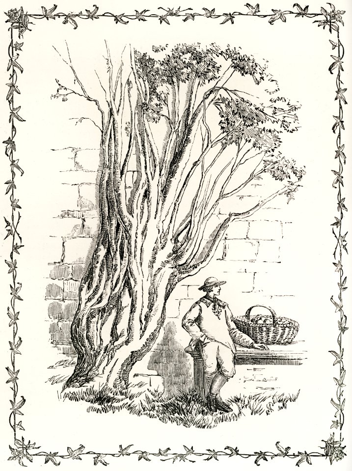 Cultivation of the Ivy from The Ivy, a Monograph (1872) by Shirley Hibberd (1825–1890). Digitally enhanced from our own original edition.