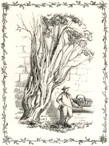 Cultivation of the Ivy from The Ivy, a Monograph (1872) by Shirley Hibberd (1825–1890). Digitally enhanced from our own original edition.