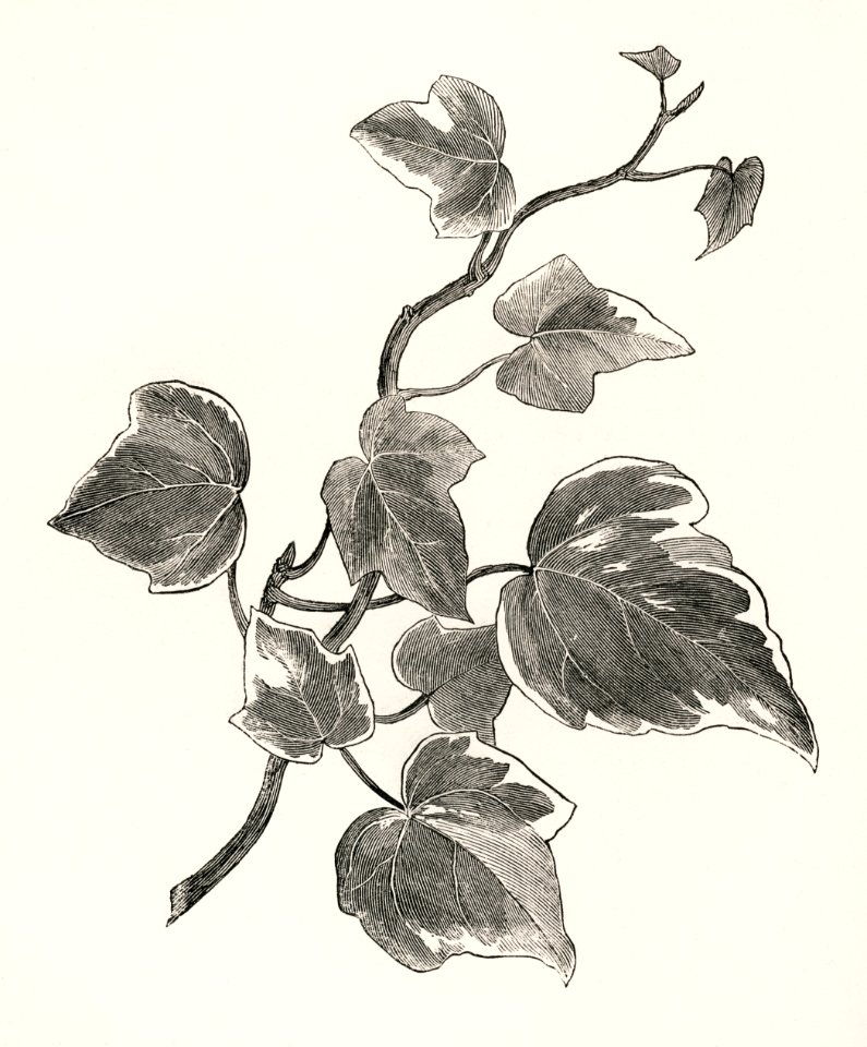 Marginata media from The Ivy, a Monograph (1872) by Shirley Hibberd (1825–1890). Digitally enhanced from our own original edition.