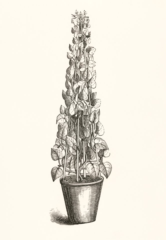 Hedera colchica from The Ivy, a Monograph (1872) by Shirley Hibberd (1825–1890). Digitally enhanced from our own original edition.