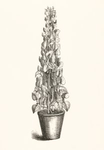 Hedera colchica from The Ivy, a Monograph (1872) by Shirley Hibberd (1825–1890). Digitally enhanced from our own original edition.
