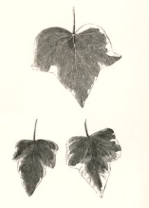 1. Marginata grandis 2. Marginata major from The Ivy, a Monograph (1872) by Shirley Hibberd (1825–1890). Digitally enhanced from our own original edition.