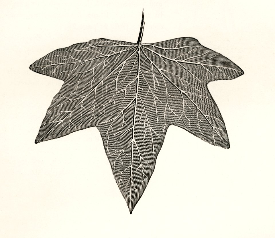 Palmata from The Ivy, a Monograph (1872) by Shirley Hibberd (1825–1890). Digitally enhanced from our own original edition.