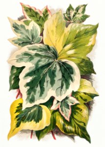 Various Ivy Leaves from The Ivy, a Monograph (1872) by Shirley Hibberd (1825–1890). Digitally enhanced from our own original edition.